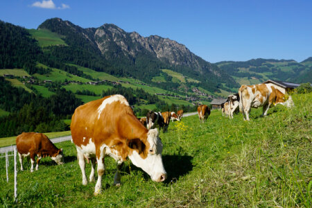 Kühe auf einer Bergweide