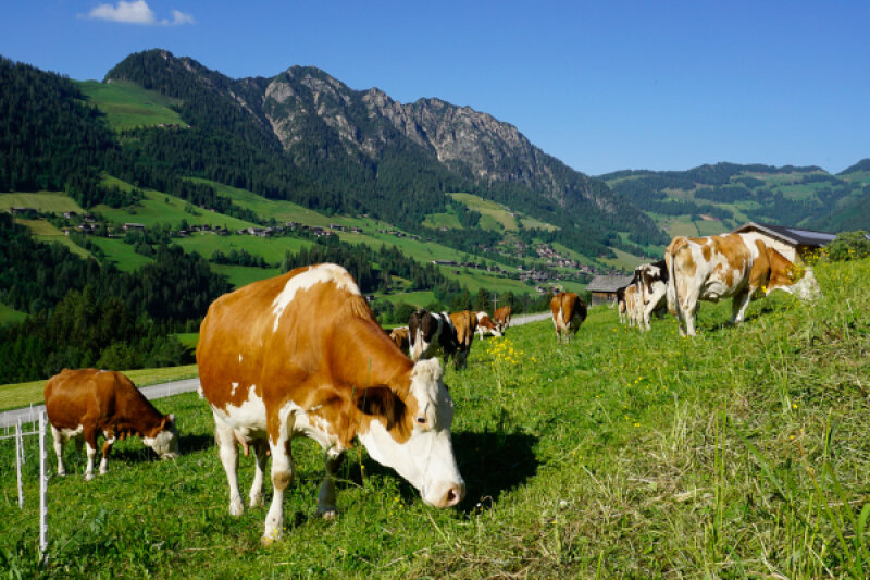 Kühe auf einer Bergweide